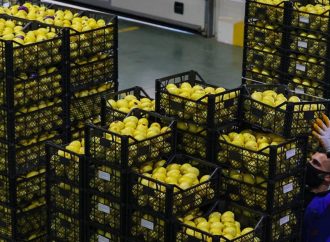 Limonda ihracat hedefi 300 milyon dolar