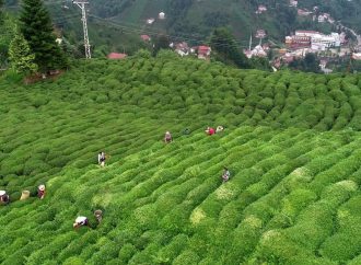 Çay ihracatından 2 ayda 3 milyon dolar gelir