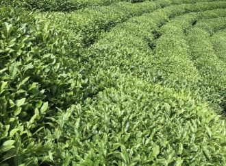 Türk çayı en fazla Belçika’ya ihraç edildi